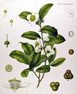 sinensis